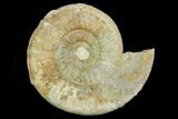 Ammonite (Orthosphinctes) Fossil - Germany #125871-1